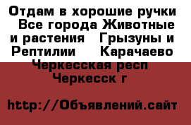 Отдам в хорошие ручки - Все города Животные и растения » Грызуны и Рептилии   . Карачаево-Черкесская респ.,Черкесск г.